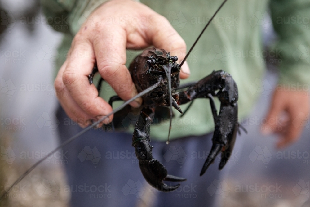 Front on close up of marron held by a man - Australian Stock Image