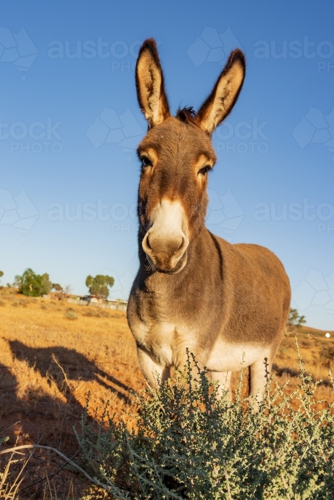 Front on view of a curious  wild donkey with big ears in front of a blue sky - Australian Stock Image