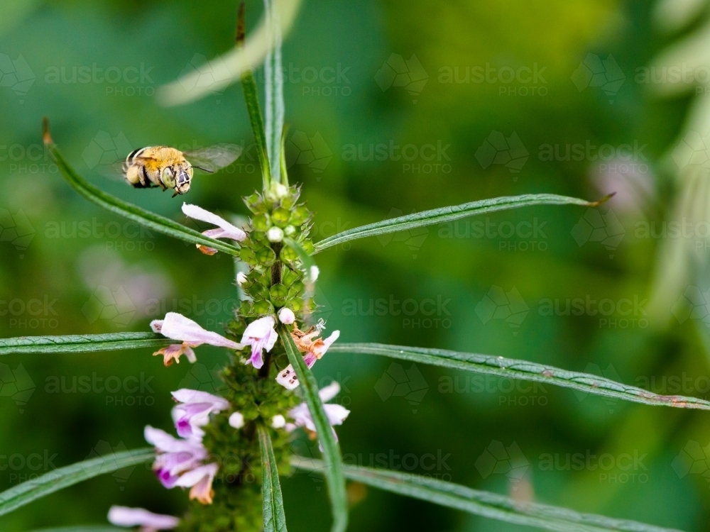 Front on view of a native Blue Banded Bee in flight with pink flowers and blurred green background - Australian Stock Image