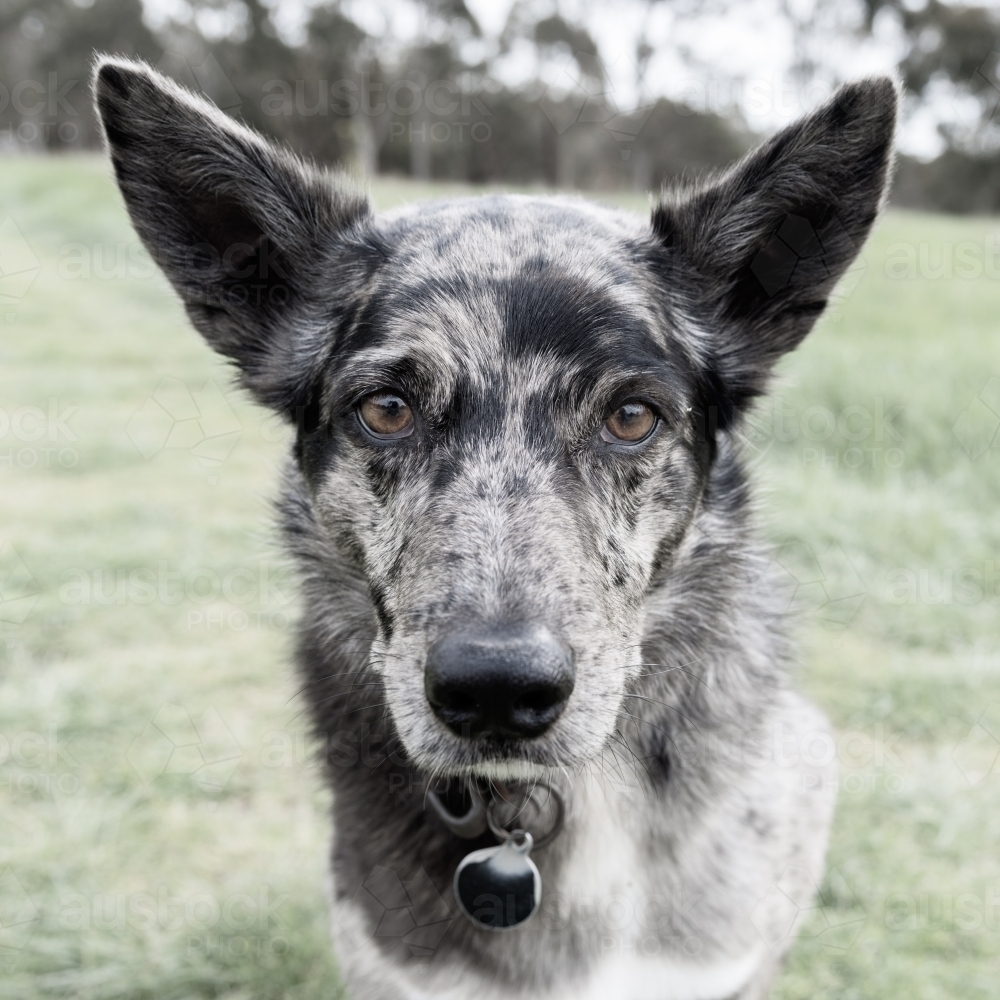 front on view of spotty farm dog face - Australian Stock Image