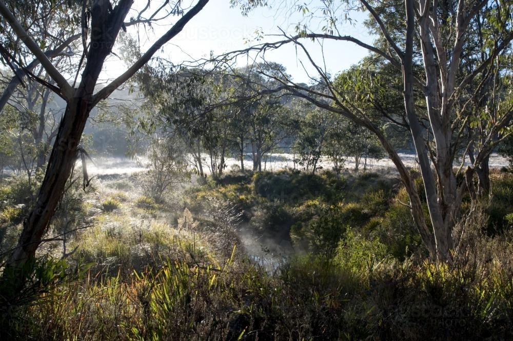 Frost and morning light on a small stream - Australian Stock Image