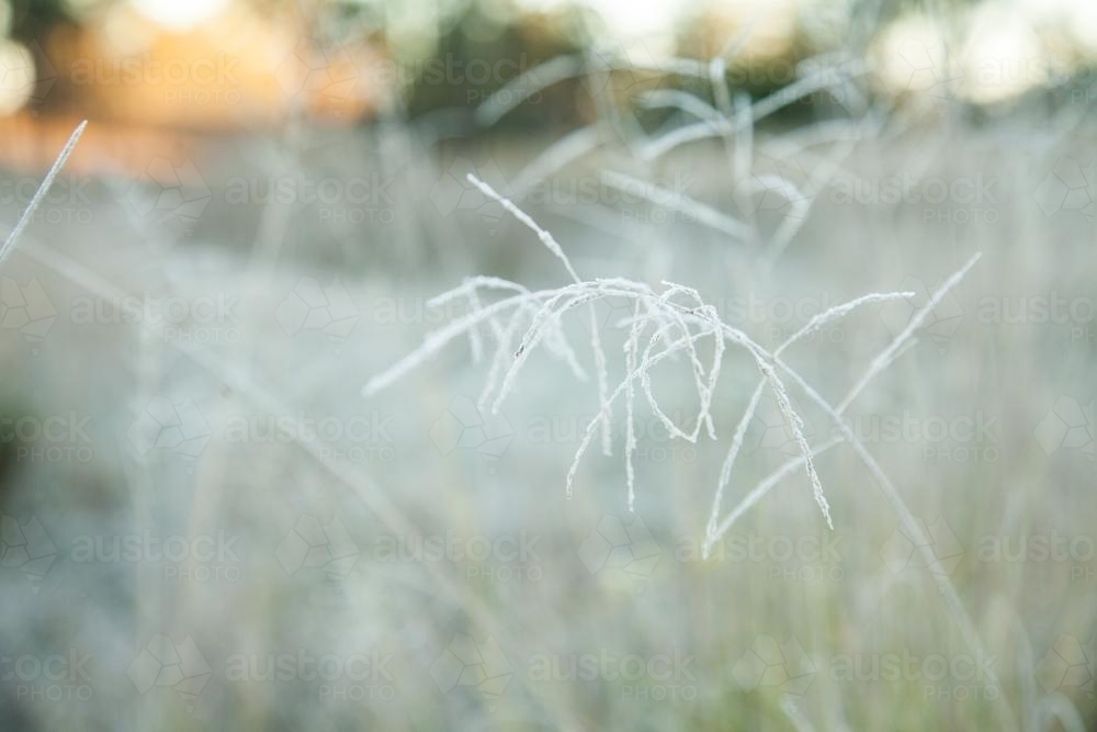 Frost covered grass head - Australian Stock Image