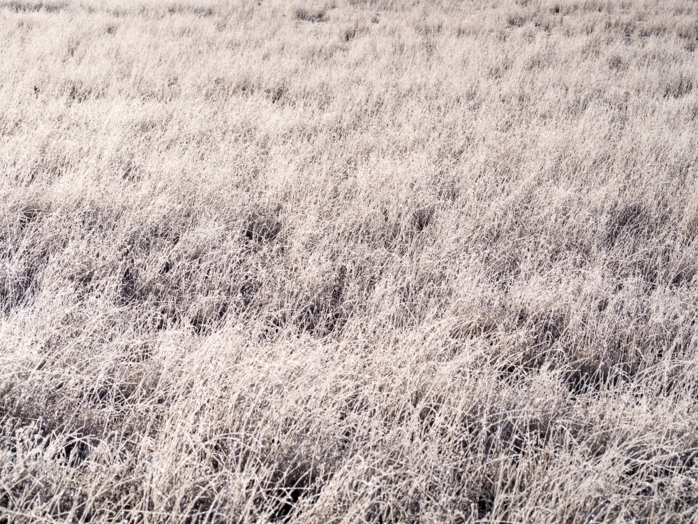 Frost covered grass in a paddock - Australian Stock Image