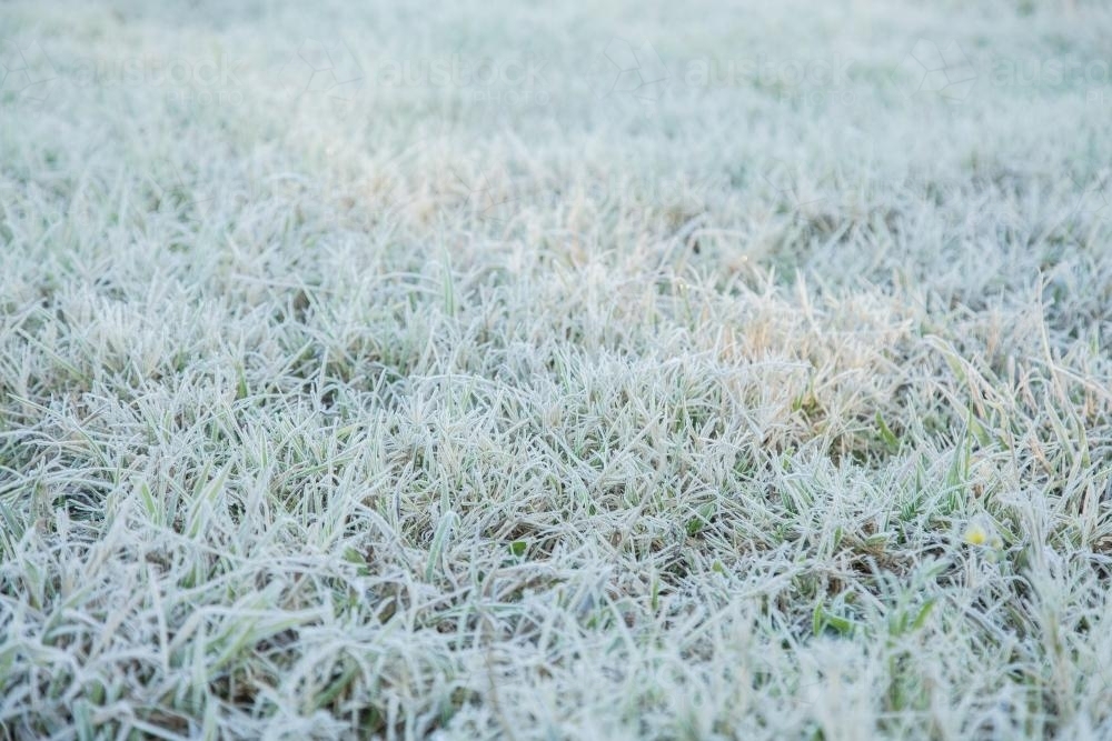 Image of Frost covered grass sparkling white Austockphoto
