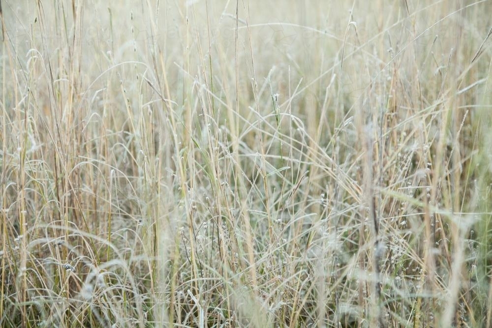 Frost covered grass sparkling white - Australian Stock Image
