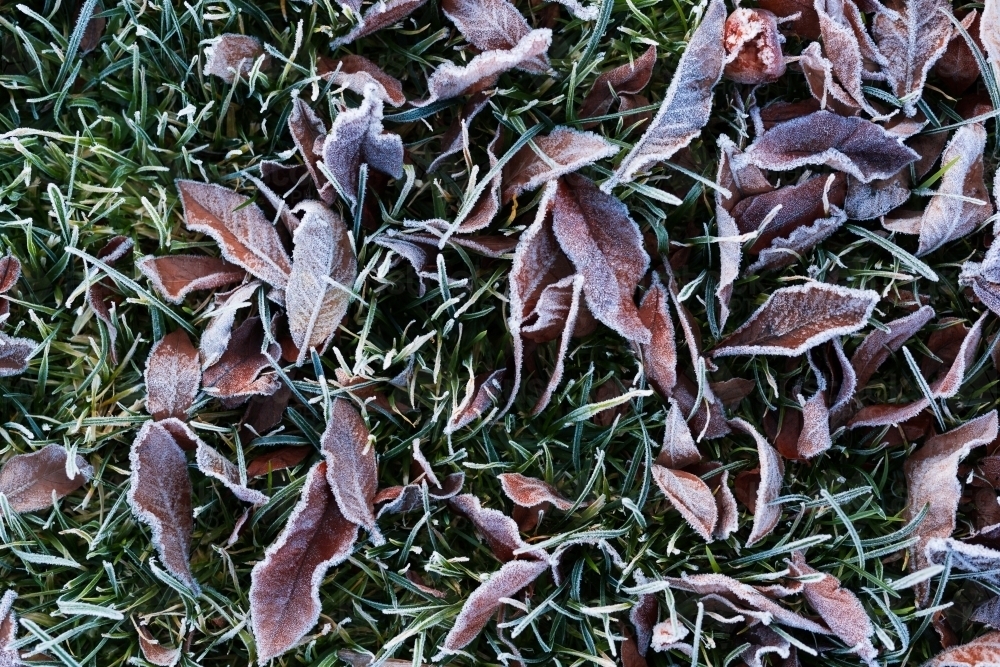 Frost covered leaves on a lawn in winter - Australian Stock Image