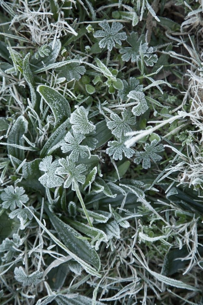 Frost covered weeds on the lawn - Australian Stock Image