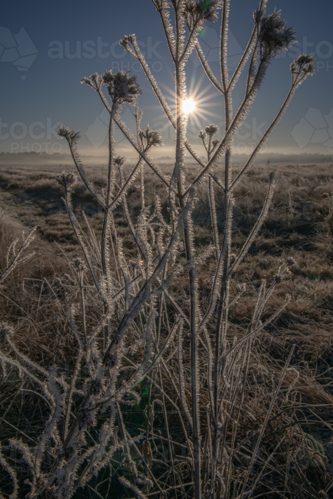 Frost growing on plant on a winter morning  in country scene - Australian Stock Image