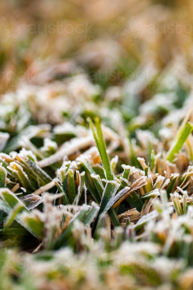 Frost on cut lawn grass close up macro shot - Australian Stock Image
