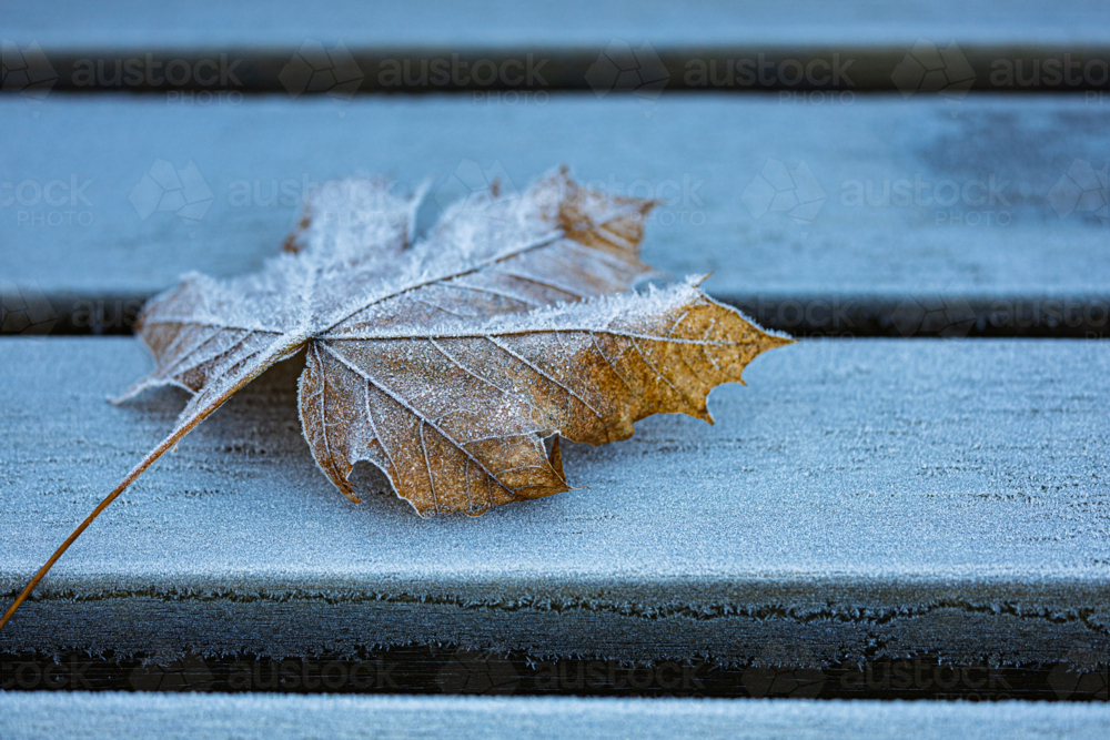 Frost on fallen leaf and wood bench seat on winter’s morning - Australian Stock Image