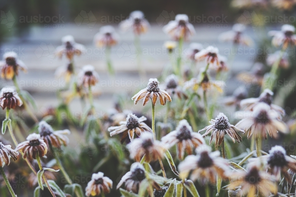 Frost on flowers in a field - Australian Stock Image