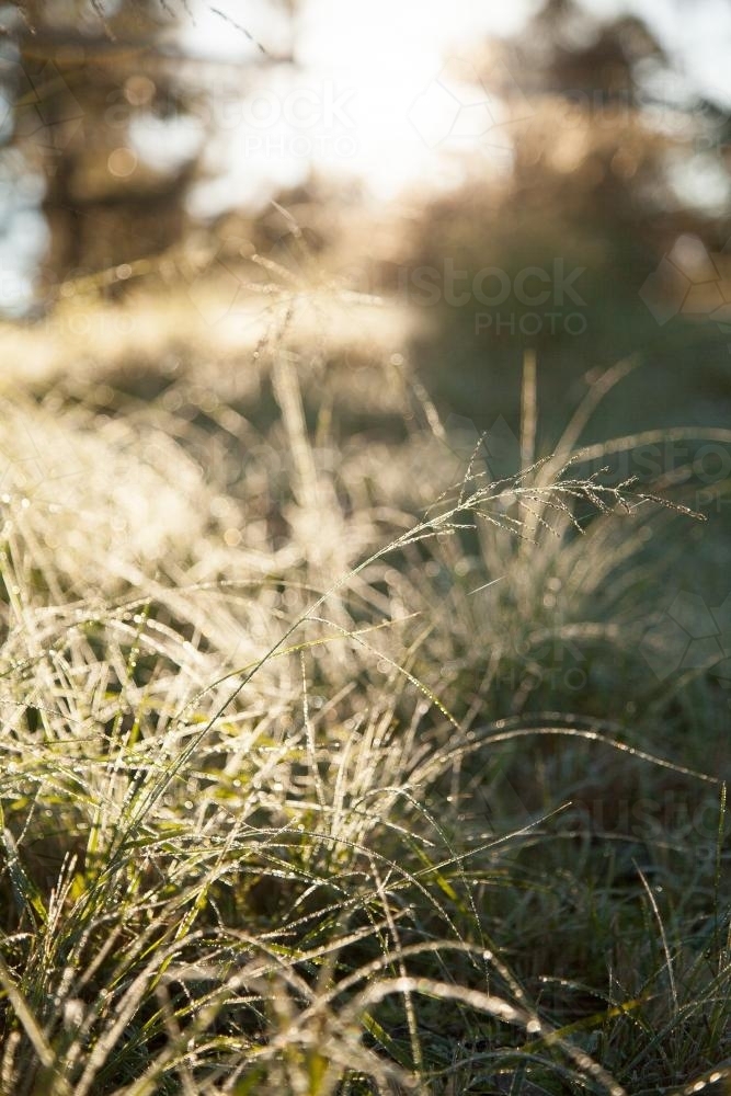 Frost on grass starting to thaw in the morning sunlight - Australian Stock Image