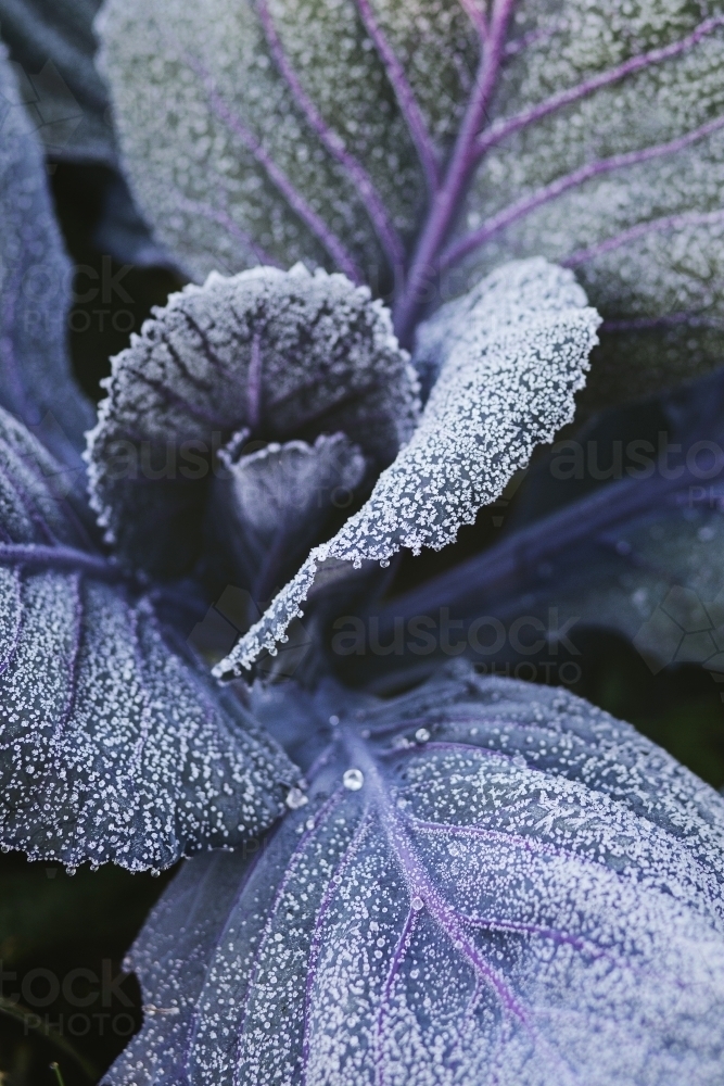 Frost on purple cabbage leaves - Australian Stock Image