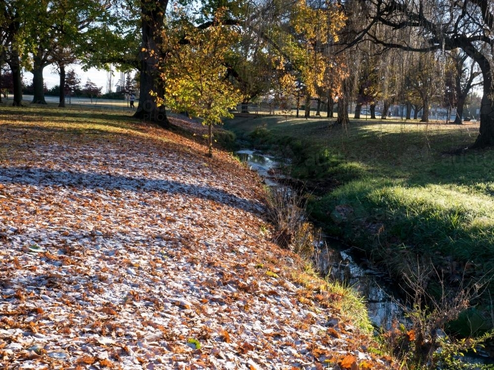 Frost on the leaves in the park beside Rocky Ponds Creek - Australian Stock Image