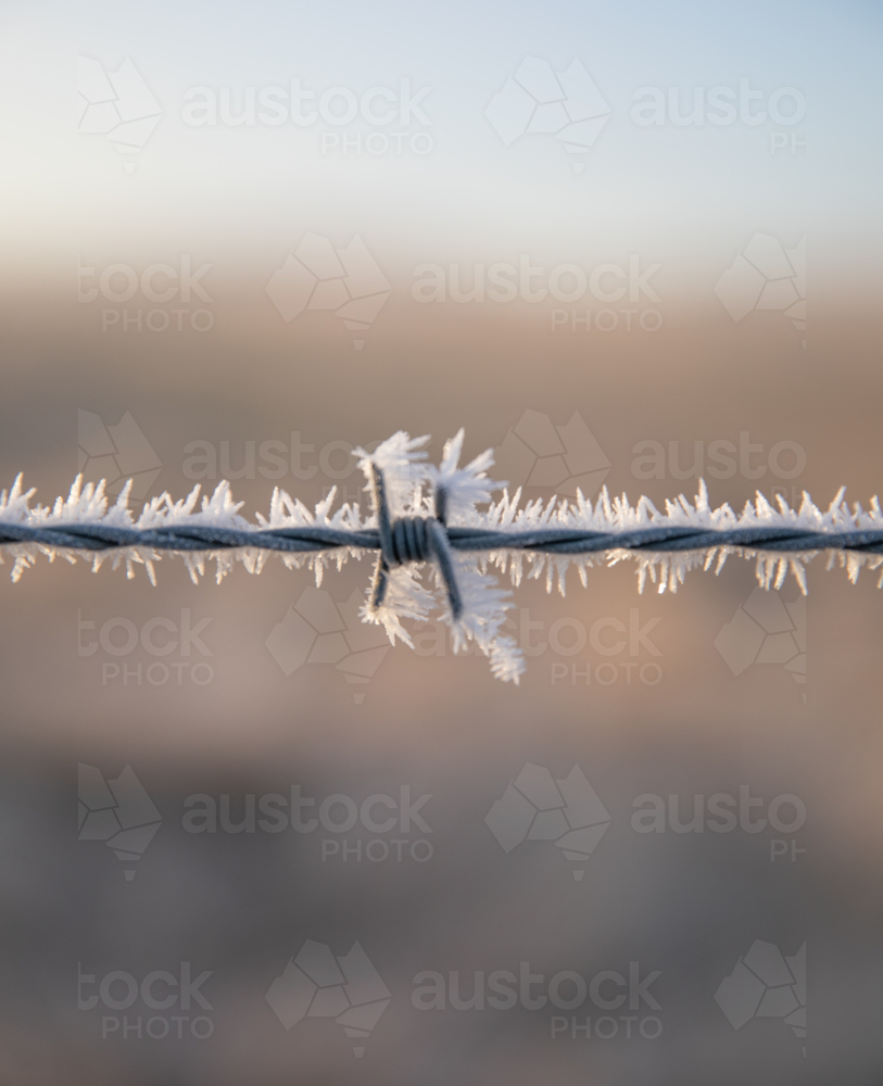 Frozen Barbed Wire - Australian Stock Image