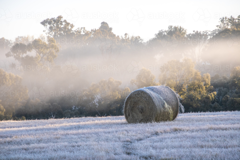 Frozen Hay Bale in a frosty field - Australian Stock Image