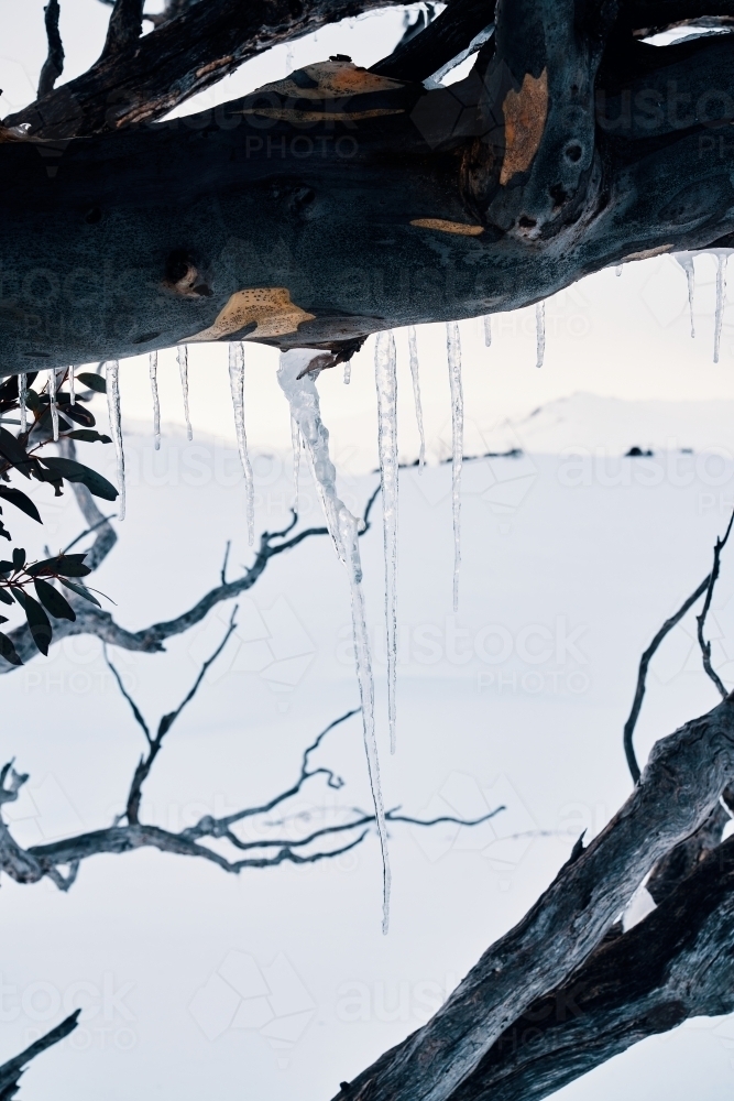 Frozen icicles hanging from a snow gum tree in the snowy backcountry - Australian Stock Image
