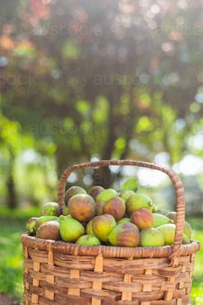 fruit basket of fresh figs in the summer sunlight - Australian Stock Image