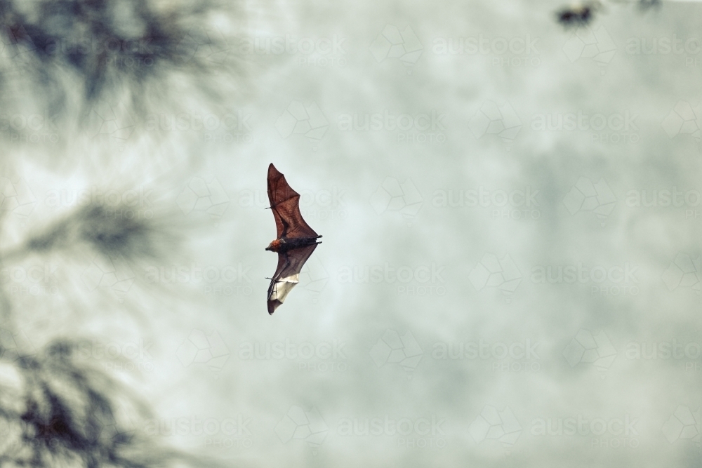 Fruit bat flying in sky through trees - Australian Stock Image