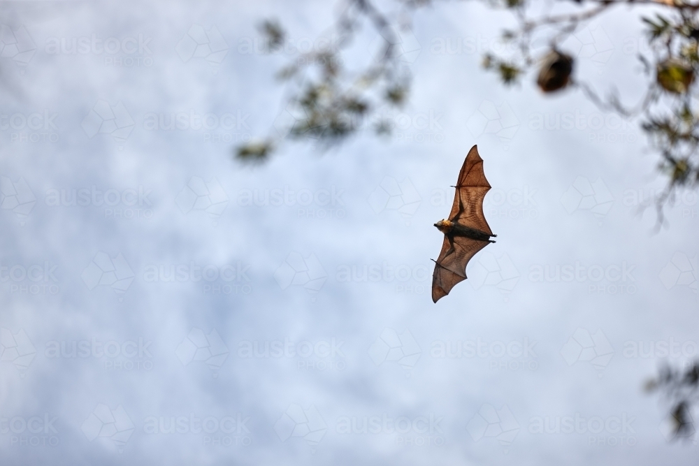 Fruit bat flying in sky through trees - Australian Stock Image