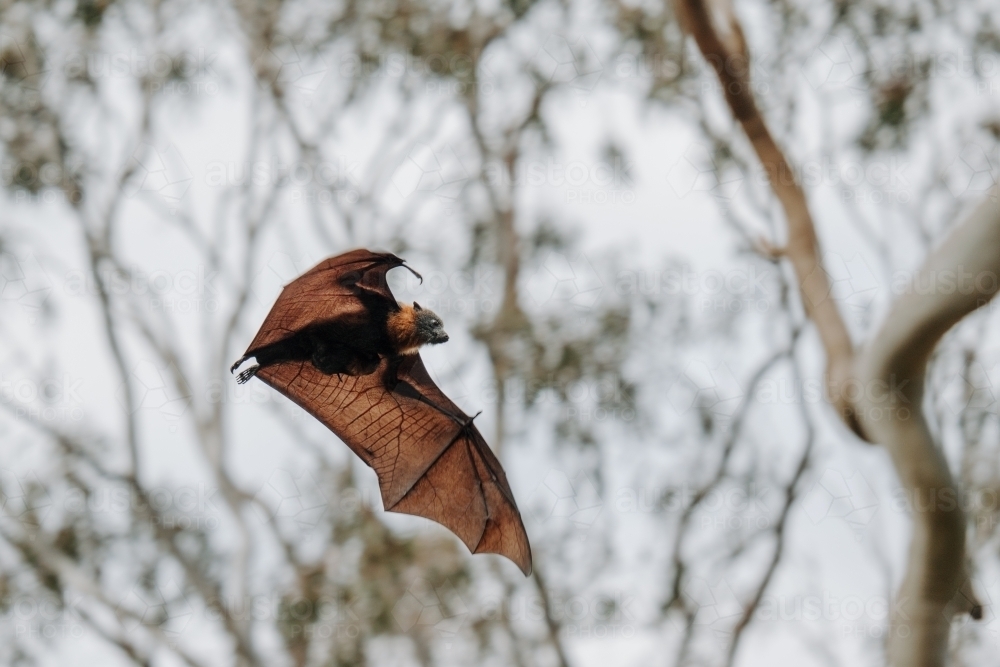 Fruit bat flying with bush branches in background - Australian Stock Image