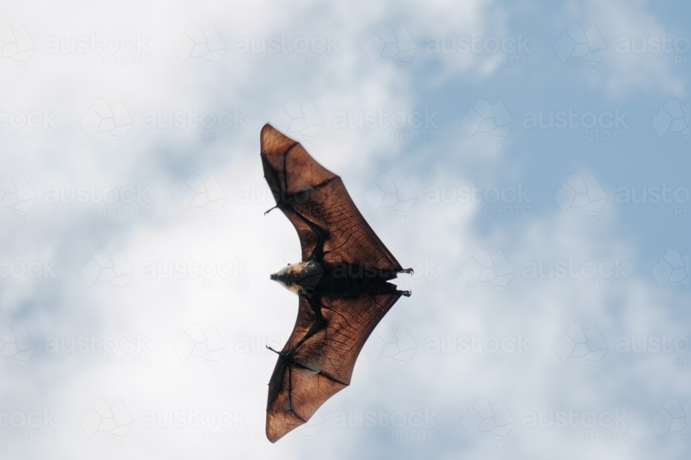 Fruit bat with wings spread flying though the air - Australian Stock Image
