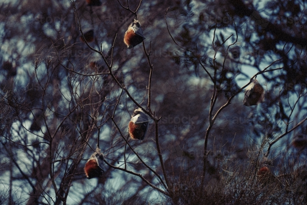 Fruit bats hanging upside down in trees - Australian Stock Image