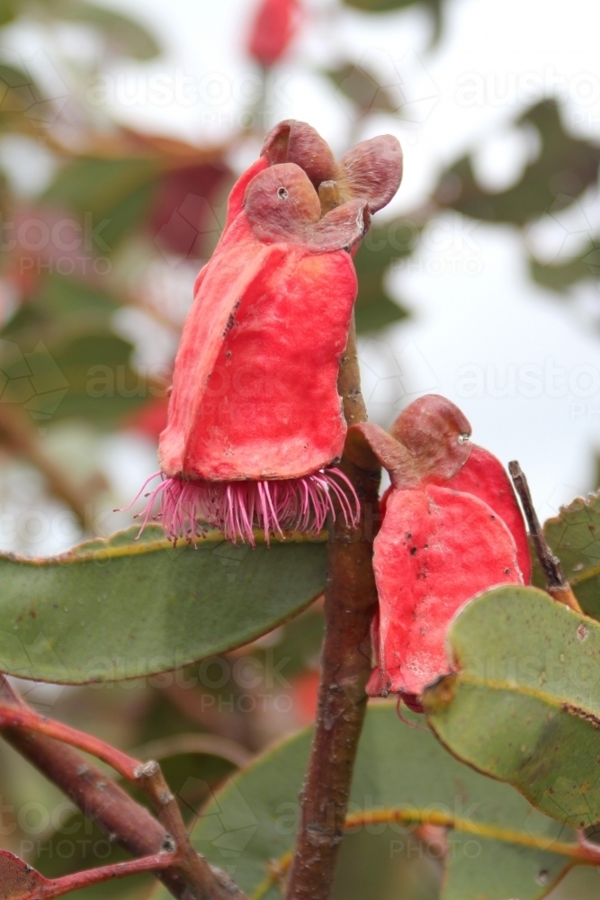 Fruit of the Eucalyptus tetraptera - Australian Stock Image