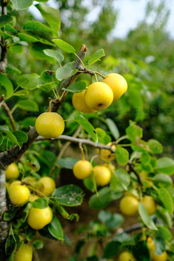 Fruit trees in Macedon area of Victoria - Australian Stock Image