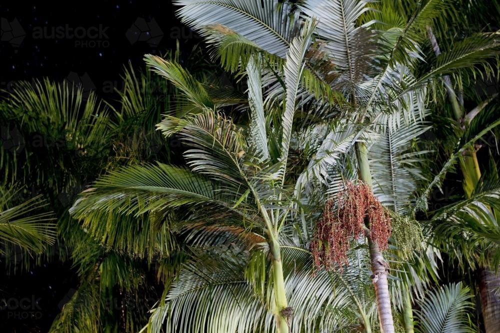 Fruiting Alexandra Palm trees at night in Queensland - Australian Stock Image