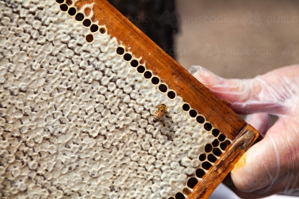 Full capped honeycomb on frame from beehive ready to harvest - Australian Stock Image