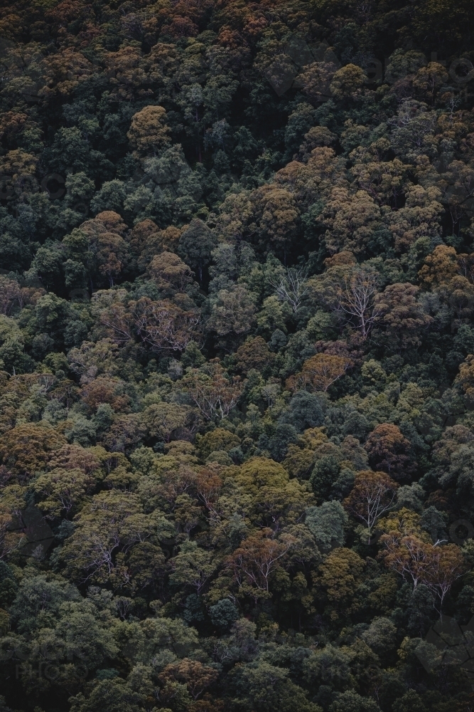 full frame shot of treetops in the Blue Mountains National Park - Australian Stock Image