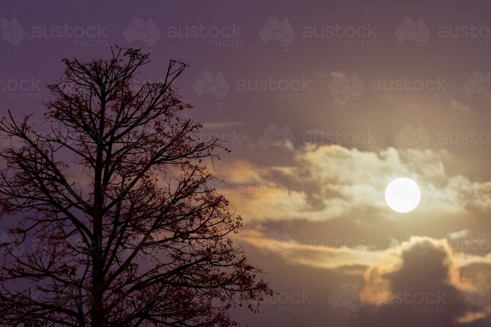 Full moon and Illawarra Flame Tree. - Australian Stock Image