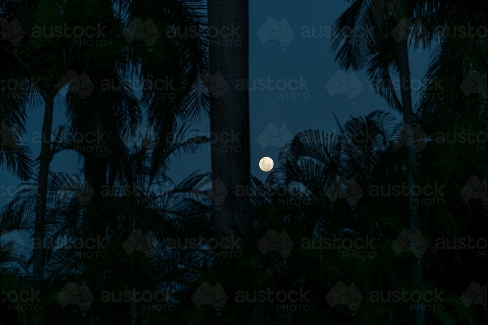 Full moon at night through palm trees - Australian Stock Image