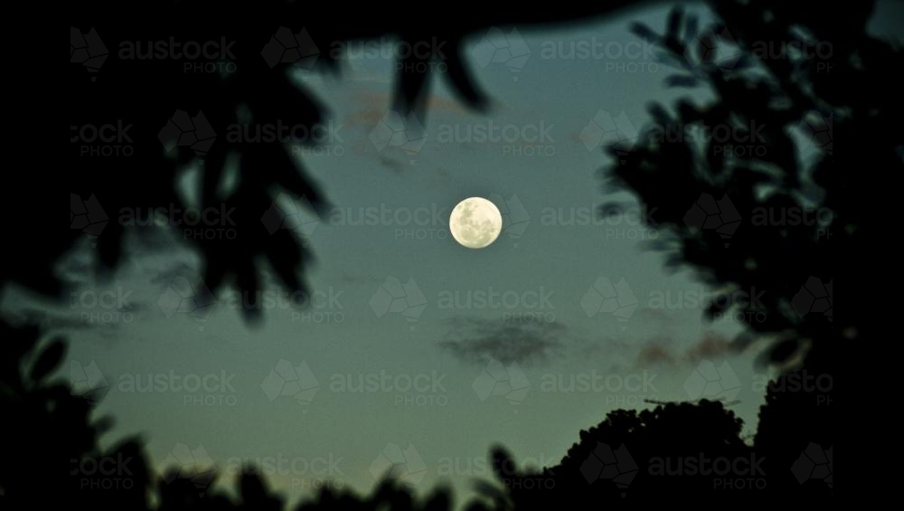 Full moon framed by leaves - Australian Stock Image