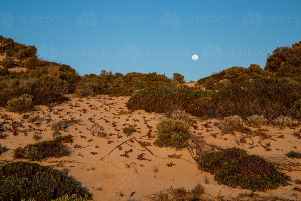 Full moon rising above coastal sand dune. - Australian Stock Image