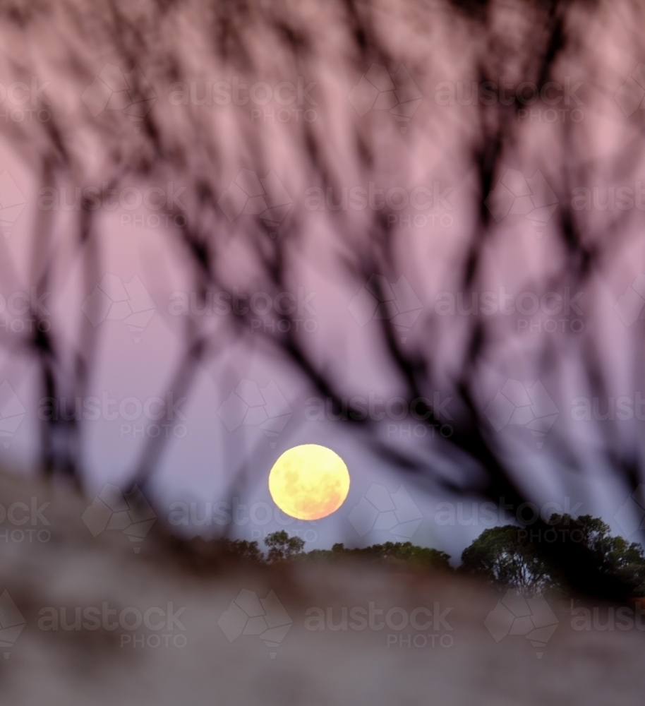 Full moon rising over Coastal dunes through vegetation - Australian Stock Image