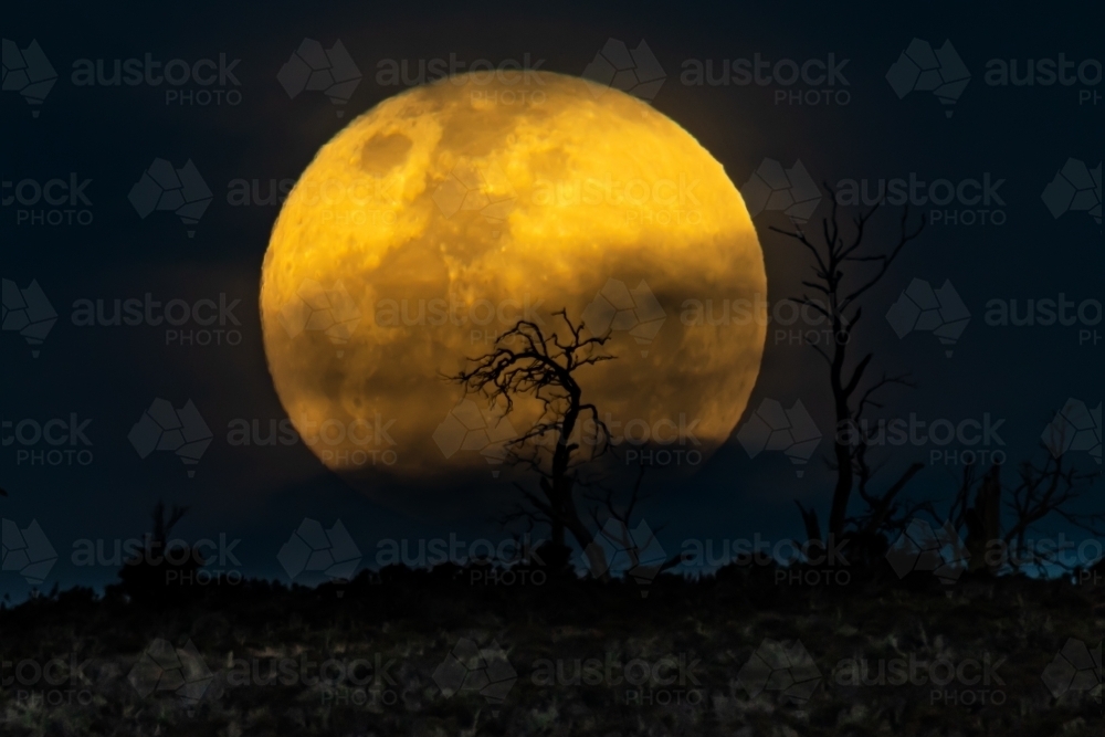 Full Moon Rising over Dead Trees - Australian Stock Image