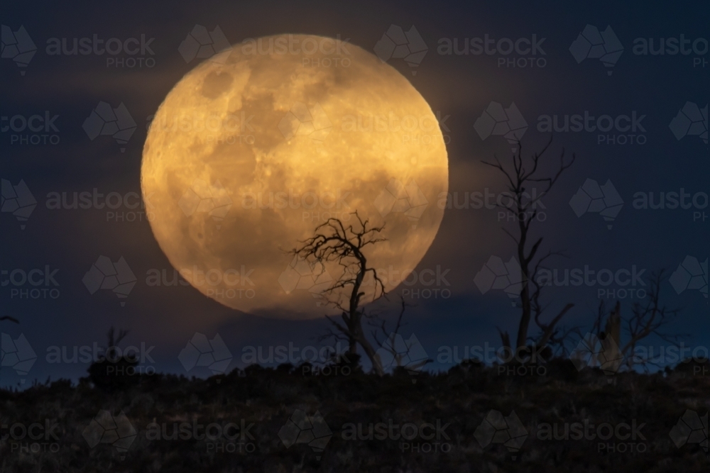 Full Moon Rising over Dead Trees - Australian Stock Image