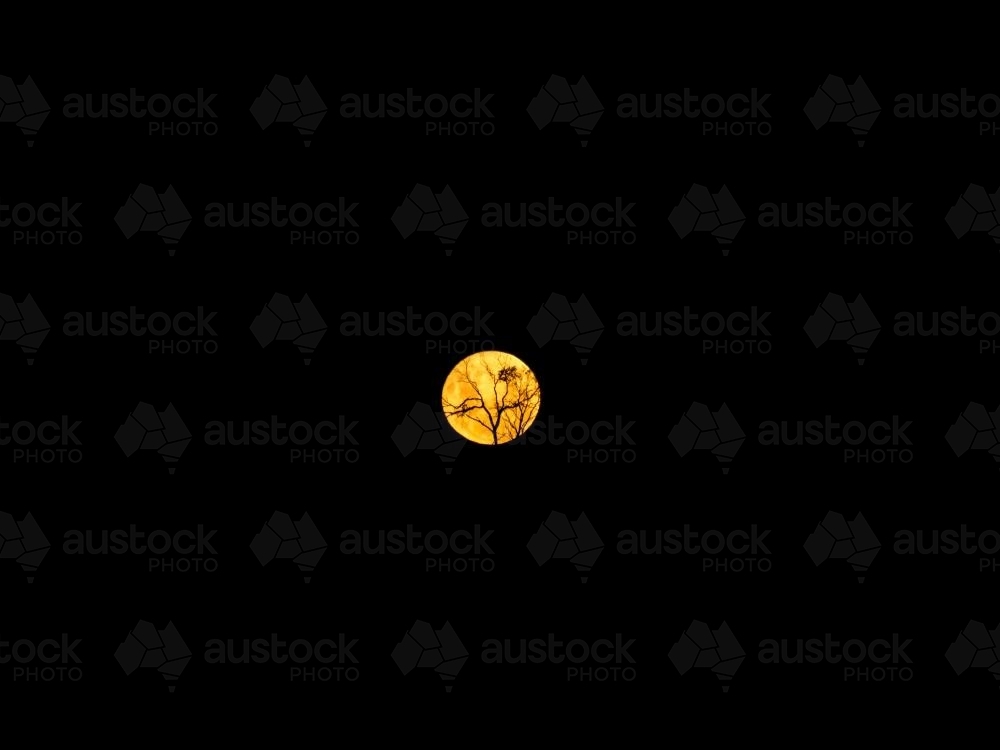 Full moon with trees silhouetted - Australian Stock Image