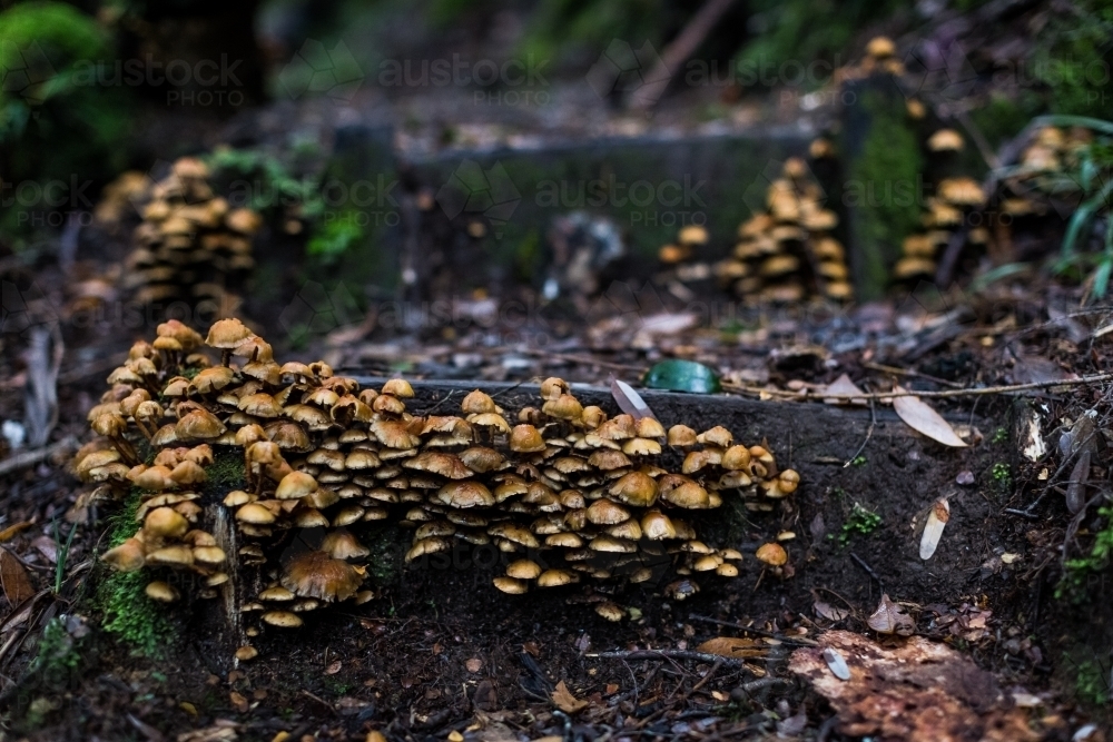 Fungi covered steps on a walking track - Australian Stock Image