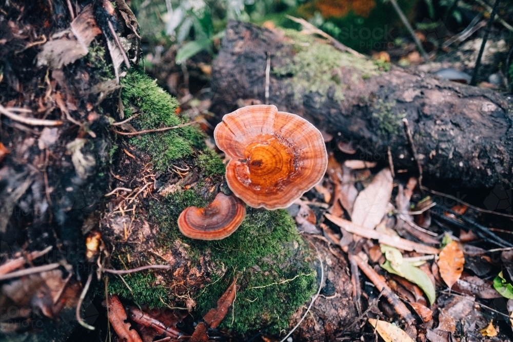 Fungi growing on fallen log in Mossman Gorge - Australian Stock Image