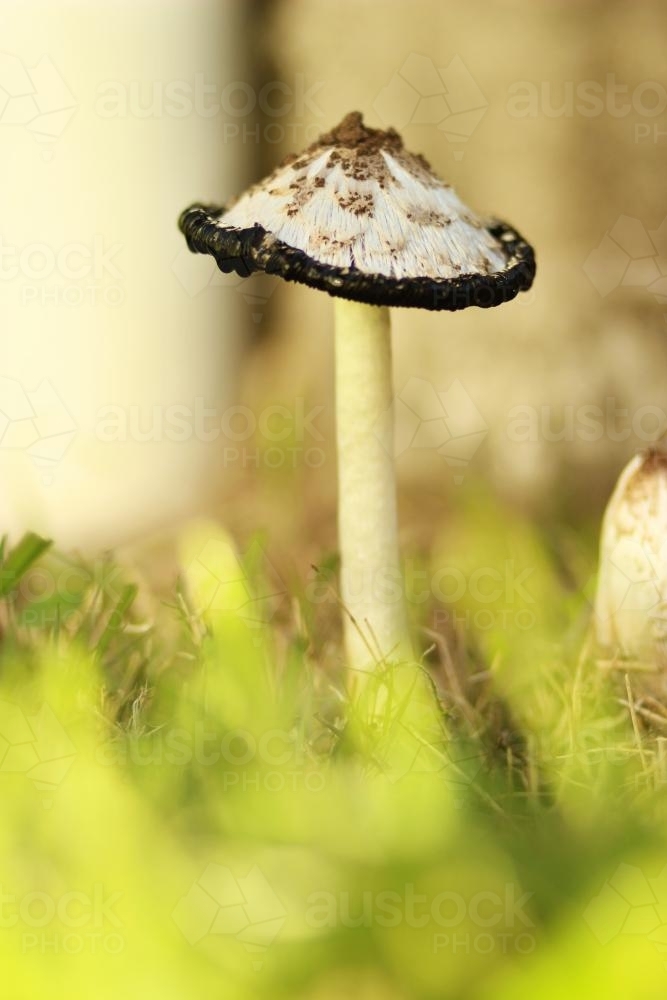 Fungi in the morning light - Australian Stock Image