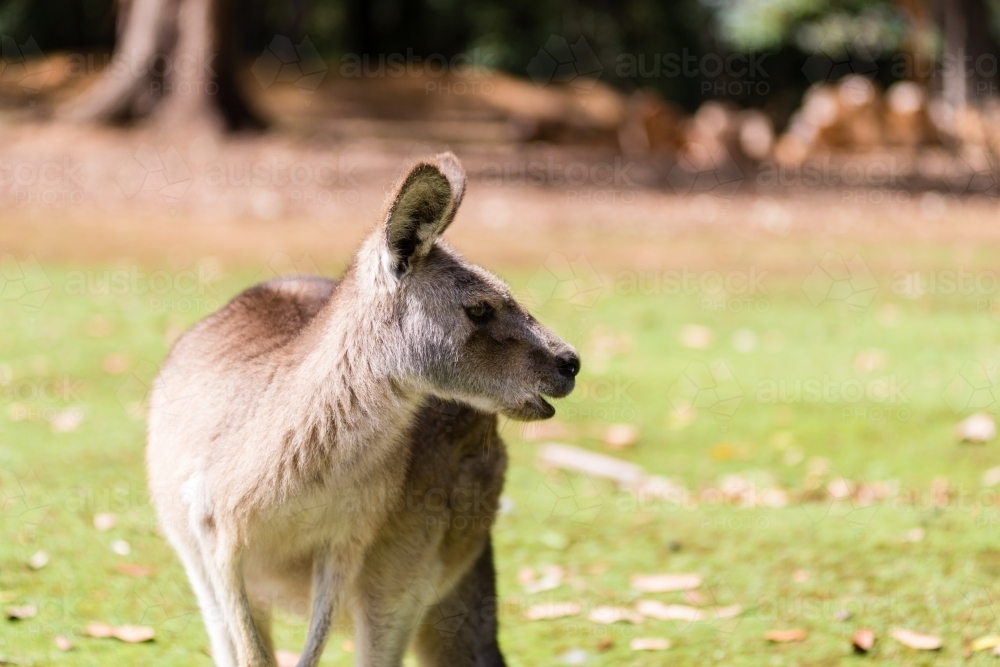 funny kangaroo moments, kangaroo talking - Australian Stock Image