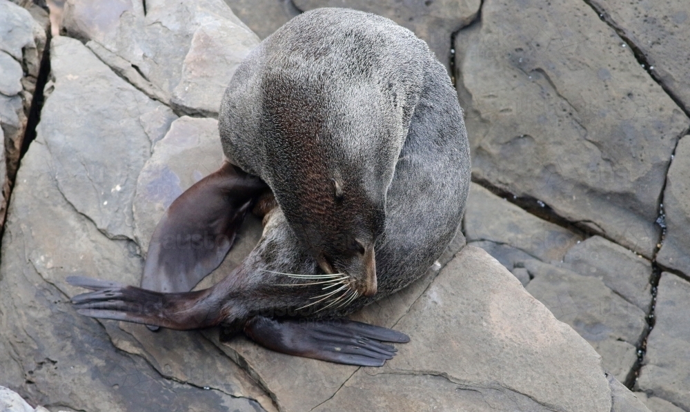 Fur Seal sitting on rocks - Australian Stock Image