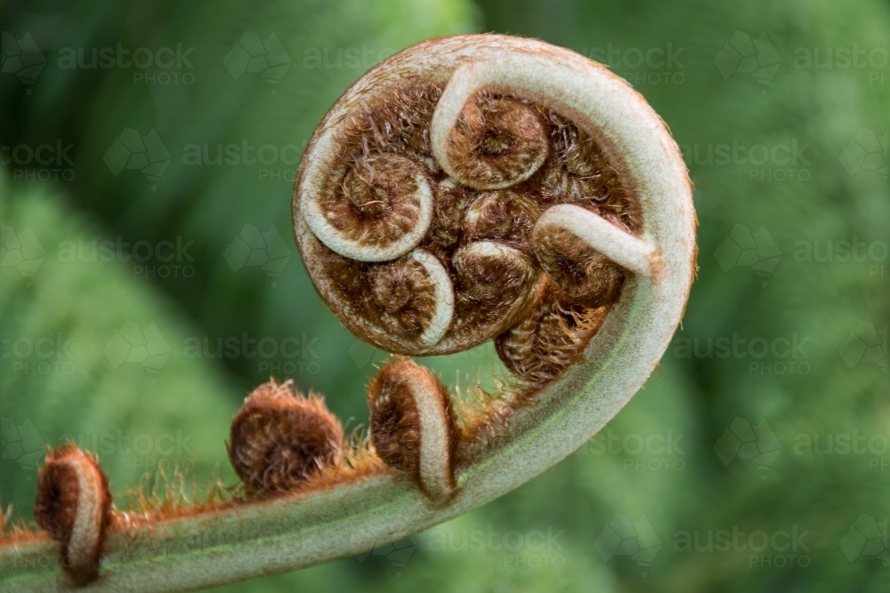 Furled fern frond - Australian Stock Image
