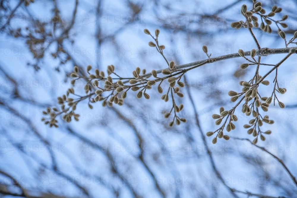 Furry seed pods on a tree against the blue sky - Australian Stock Image