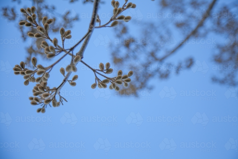 Furry seed pods on a tree against the blue sky - Australian Stock Image