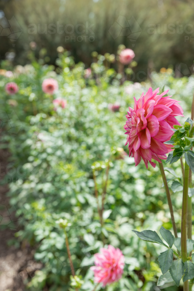 Fushia Dahlias in a sunny garden - Australian Stock Image