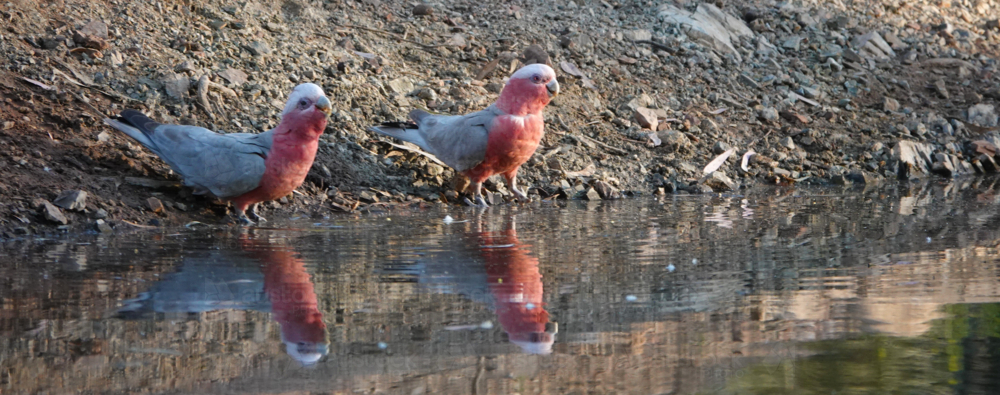 Galah at an outback waterhole - Australian Stock Image